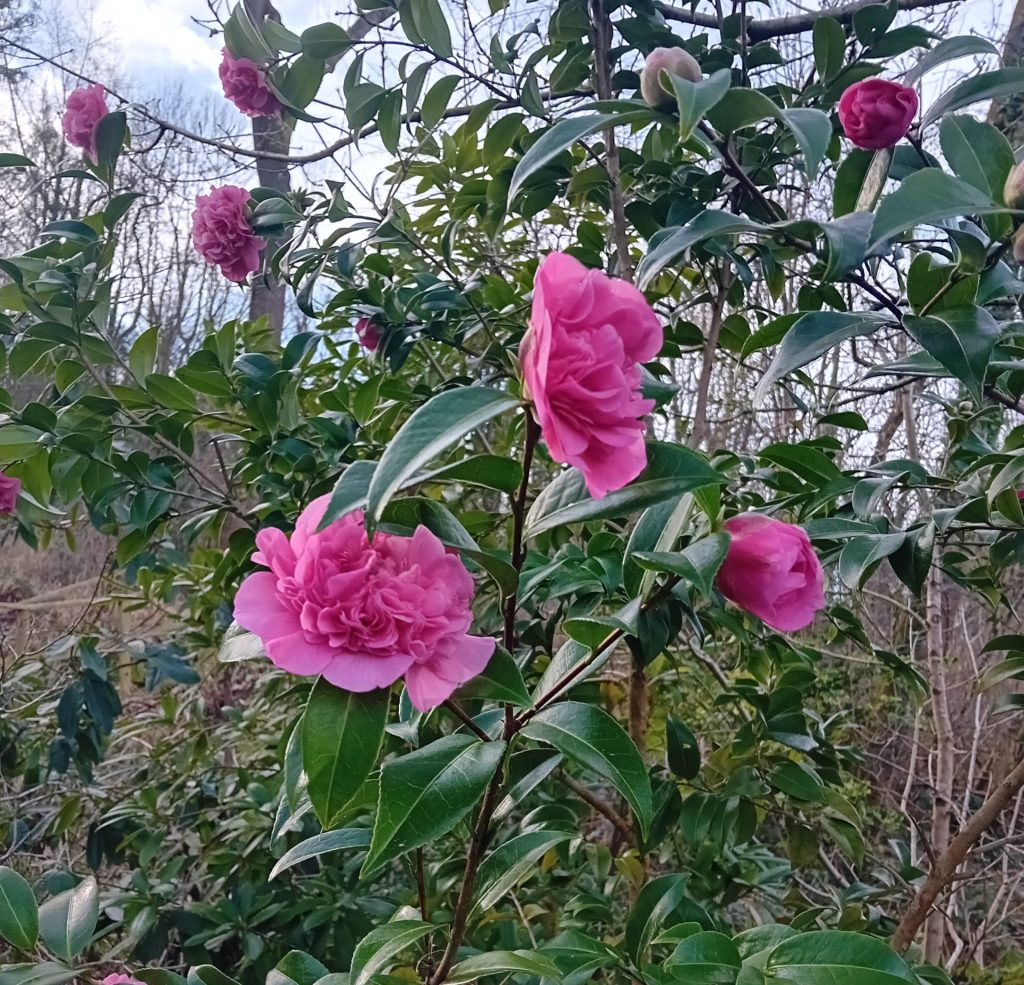 Camelia Bush at Coalport Station