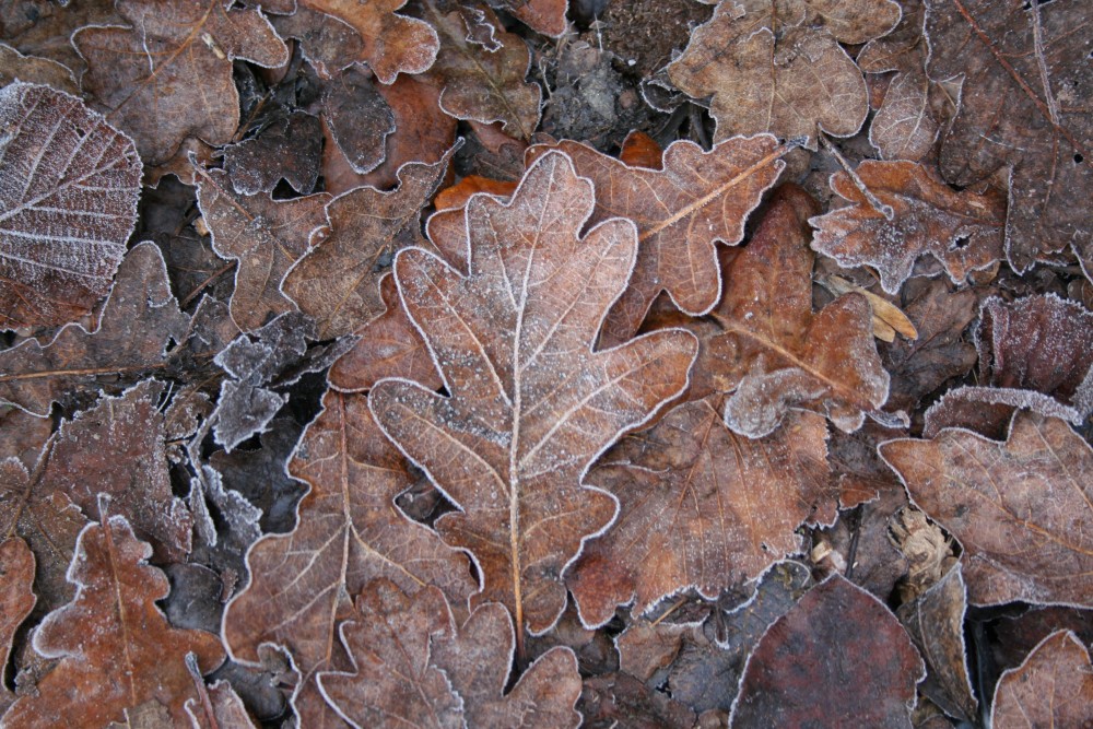 Frosty Leaves Winter at Coalport Station