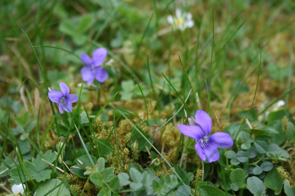 Dog Violets at Coalport Station