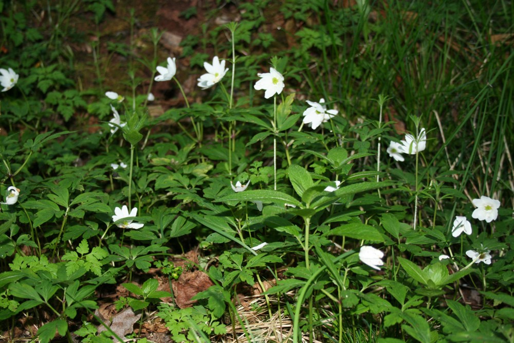 Wood Anemones