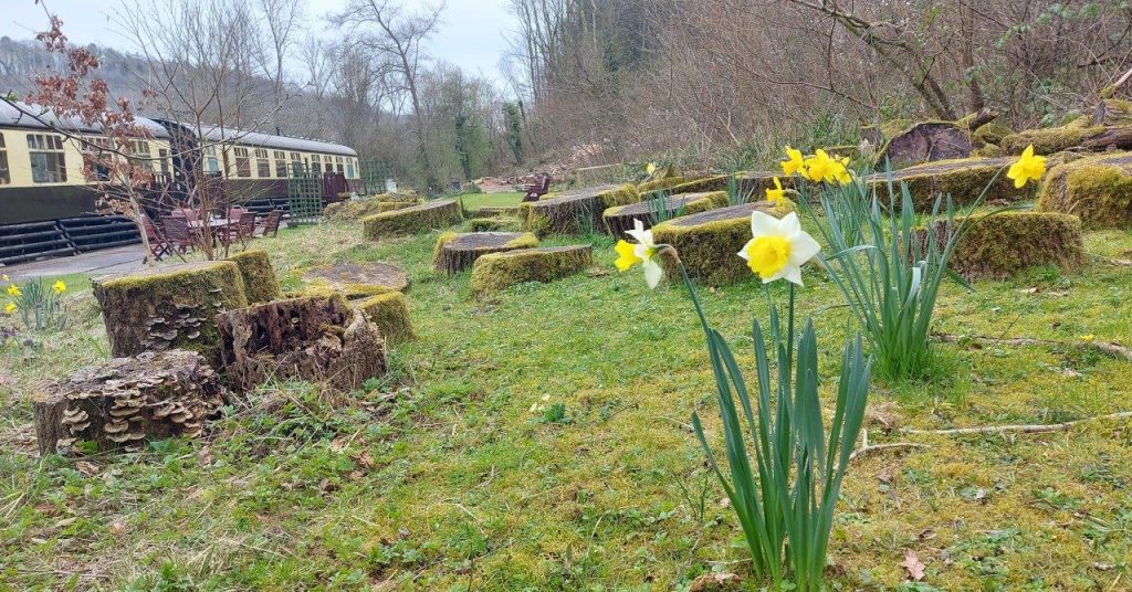 Daffodils at Coalport Station