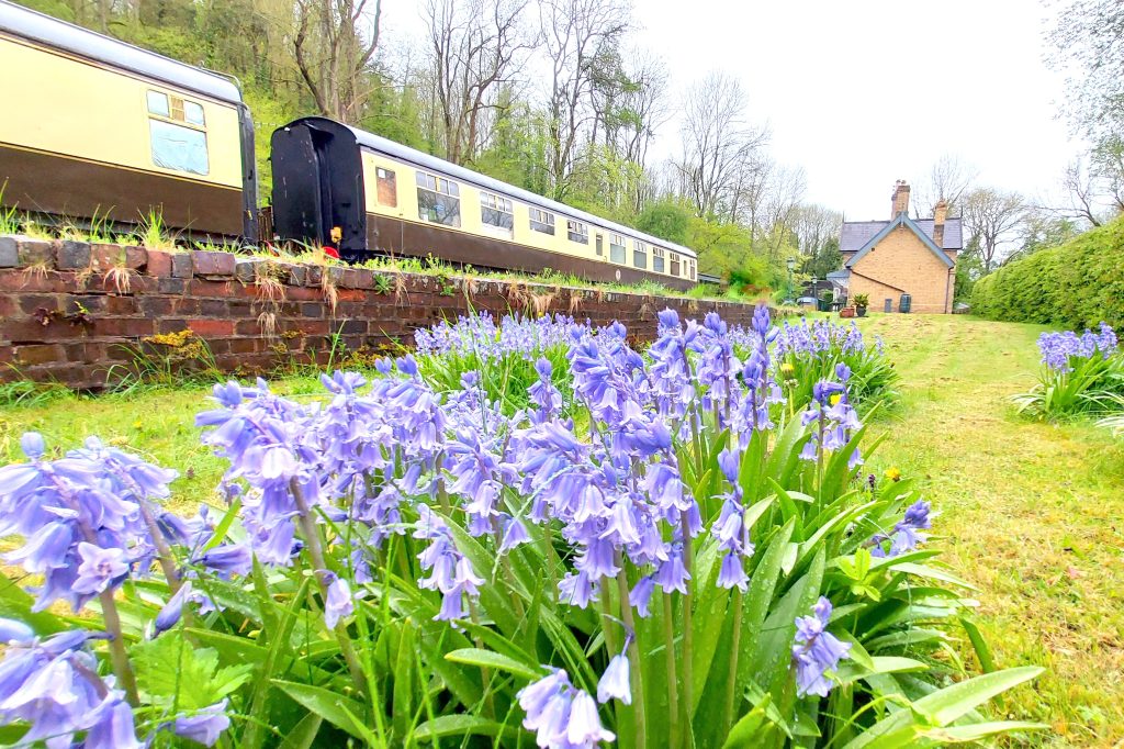 Bluebells & Whitebells