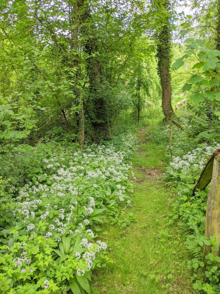 Wild Garlic